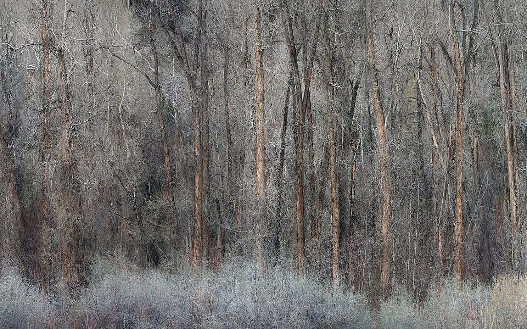 The Ghost Grove Sentinels