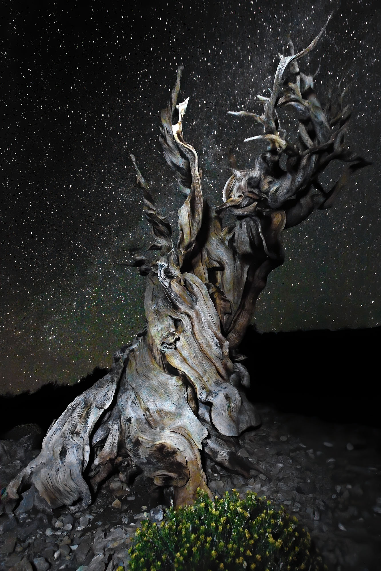 Eine Borstenzapfenkiefer in den White Mountains von Kalifornien unter den Sternen der Milchstrasse.