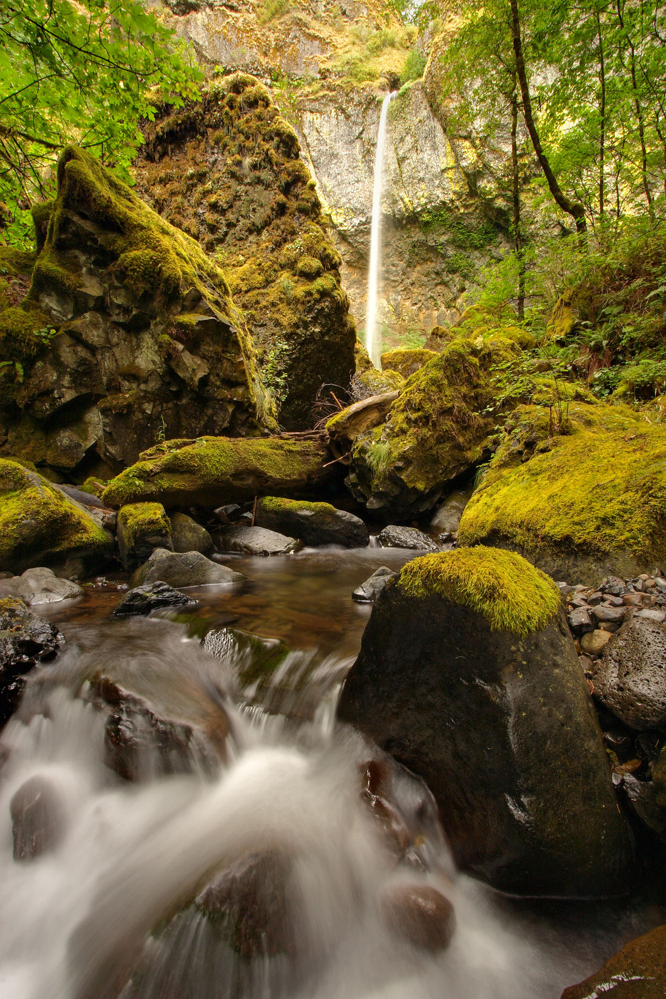 Der Elowah Falls Wasserfall des McCord Creeks in der Columbia River Gorge in Oregon fällt 65 m tief in ein natürliches Amphitheater aus geschichtetem Basalt, Flechten und Moosen.