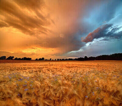 Gewitter bei Sonnenuntergang im Kornfeld mit Kornblumen.