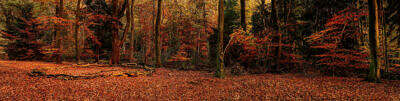 Dichter Wald in Herbstfarben im letzten Licht des Sonnenuntergangs.
