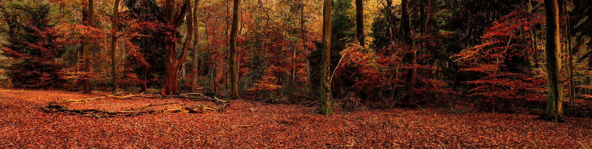 Dense forest in autumn colors with a glade in last light of sunset.