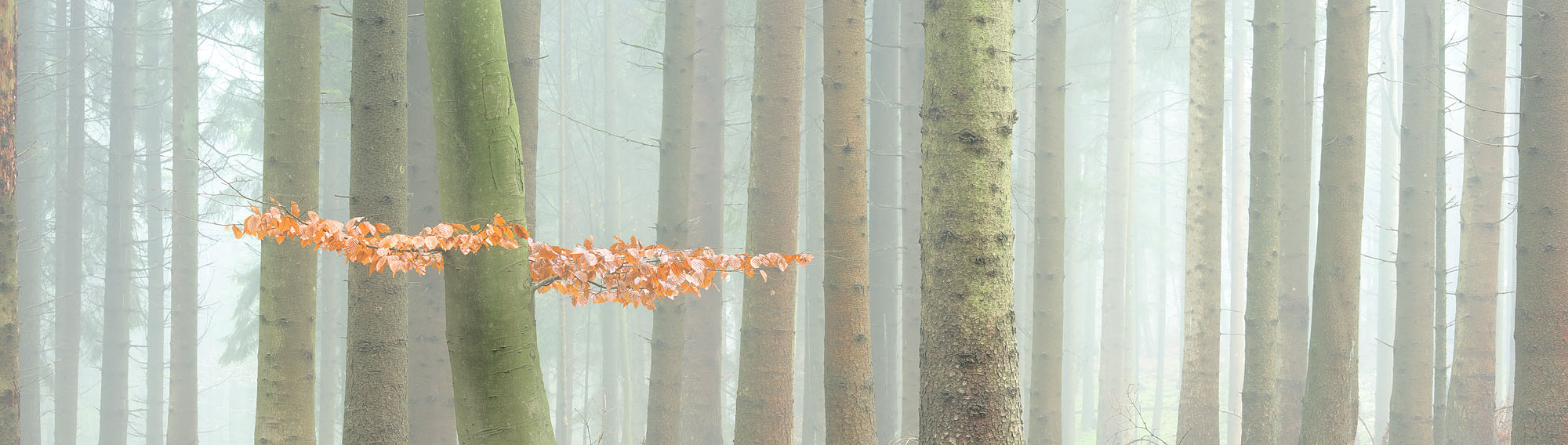 Panorama of beech forest in dense fog with foliage in autumn colors.