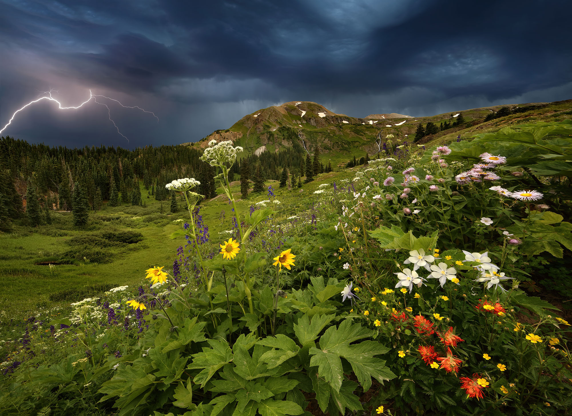 The wildflowers of the Rocky Mountains in a lightning storm near Silverton.