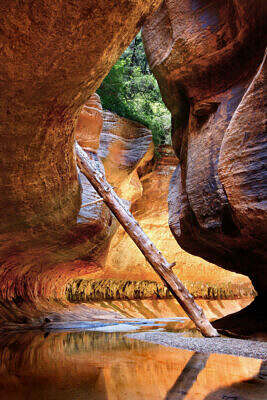 Wedged tree trunk in The Subway slot canyon in the Left Fork of North Creek in Zion Wilderness of Utah