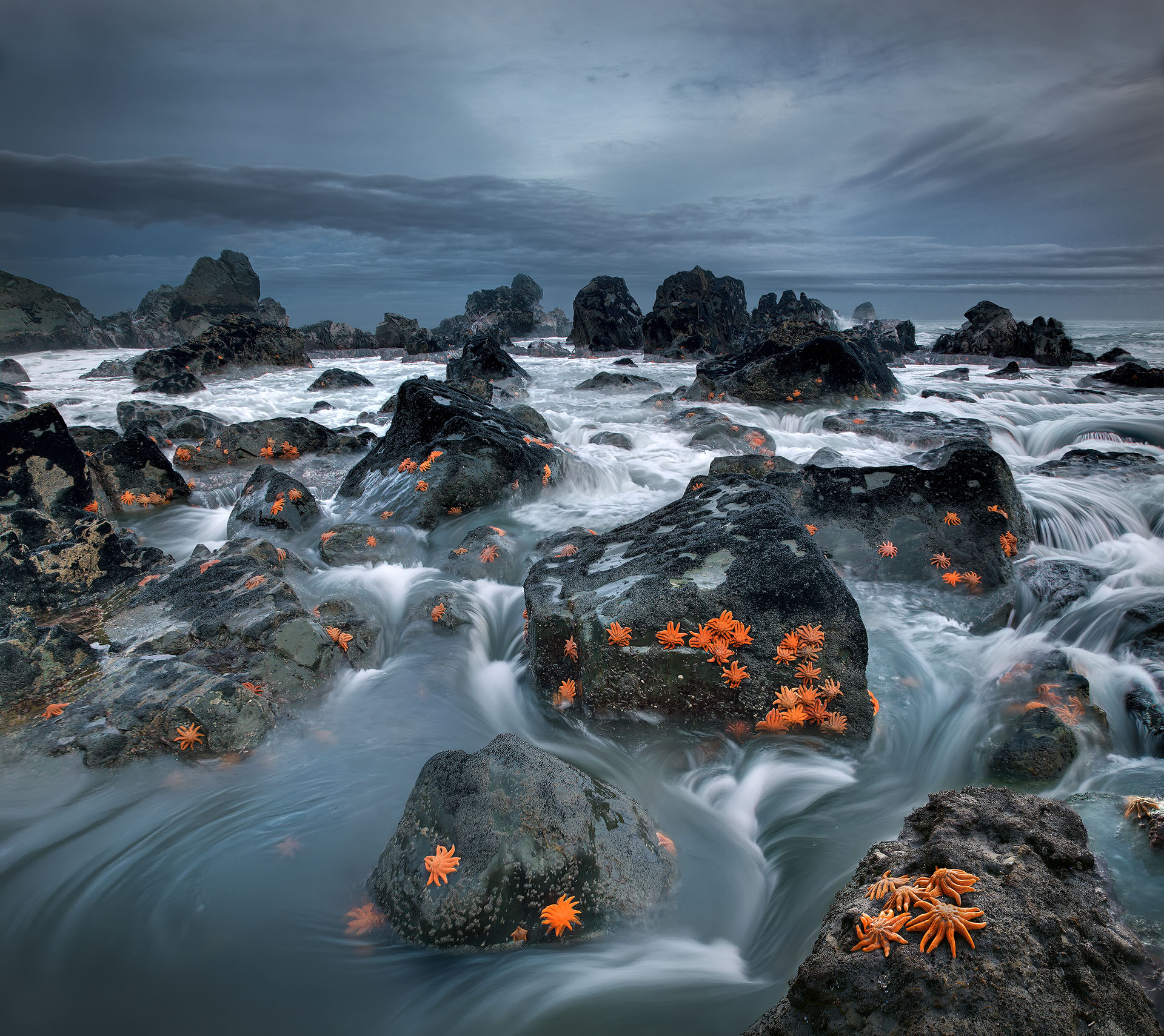 Motukiekie Beach an der Westküste Neuseelands zeigt bei Ebbe Hunderte orangefarbene Riffseesterne (Stichaster australis) auf dunklen Felsplattformen der Tasmansee, umspült von wilden Wellen.
